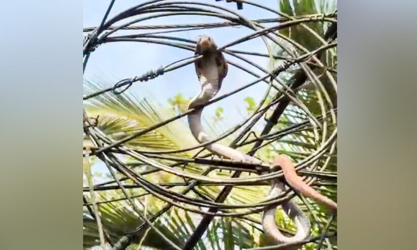 മൂർഖനെ ചാക്കിലാക്കിയ പത്തനംതിട്ട മോഡൽ രക്ഷാപ്രവർത്തനം